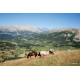 Chevaux au pâturage, Hautes-Alpes