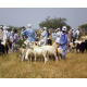 Un marché aux bestiaux, Tchad (cl. Pabame Sougnabe)