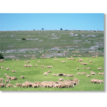 L'économie pastorale revisitée