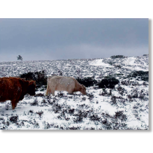 L'économie pastorale revisitée