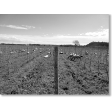 L'économie pastorale revisitée