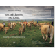 Transhumance de vaches de race Aubrac sur le plateau d’Aubrac © Martin Castellan