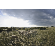 pastothèque milieux pastoraux changement climatique