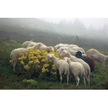 pastothèque milieux pastoraux changement climatique