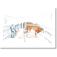 Beautés des vaches. Élever des Montbéliardes… entre passion et product