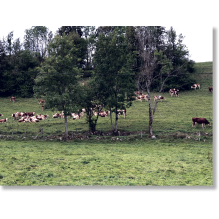 Beautés des vaches. Élever des Montbéliardes… entre passion et product