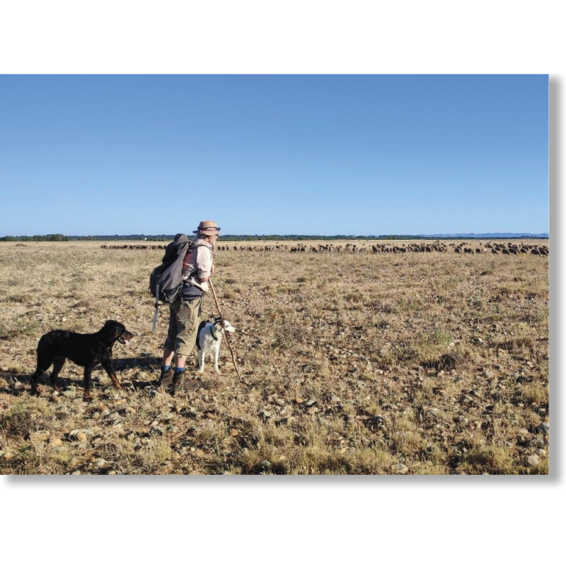 L'élevage pastoral face au changement climatique