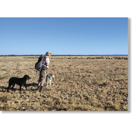 L'élevage pastoral face au changement climatique