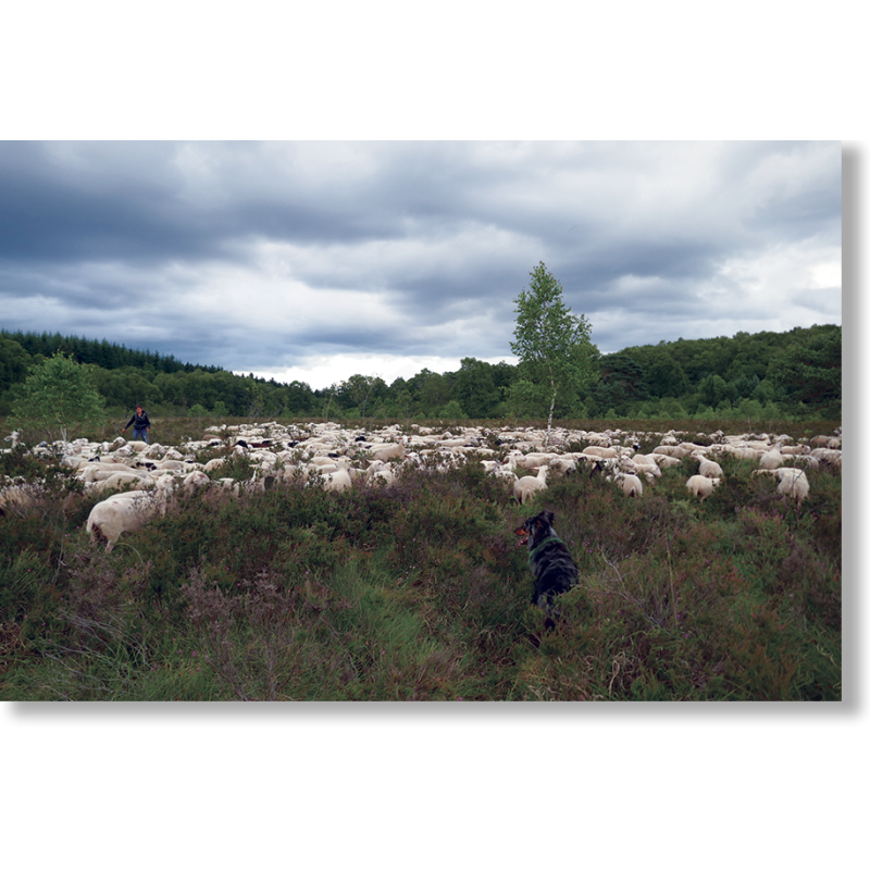 La revanche des brebis, des broussailles et des bergers. Réflexions géographiques pour une nouvelle idylle pastorale