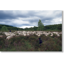 La revanche des brebis, des broussailles et des bergers